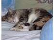 WANTED Cat female,  spayed,  need to be homed seperately....