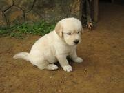 Good Looking Golden Retriever Puppies for lovely homes