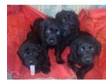 labradoodle puppies for sale. 2nd gen labradoodle....