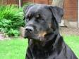 Pedigree KC Registered Rottweiler Puppies in Carlisle,  Cumbria