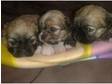 lhasa apso puppies for sale