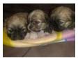 lhasa apso puppies for sale. beautifull friendly fluffy....