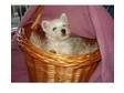 west highland white terrier puppies. we have one boy and....