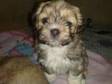 lhasa apso bitch pup for sale. gold and white little....
