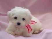 This cutie Maltese loves to be your best friend