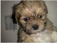 lhasa apso bitch pup for sale ready now