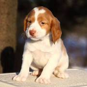 Brittany Spaniel puppies ready to go
