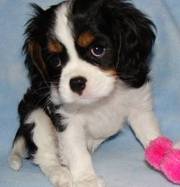 Cavalier King Charles Spaniel Puppies for Sale