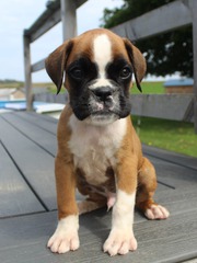 Female Boxer puppies