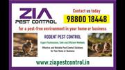 Cockroach Pest Control  7043