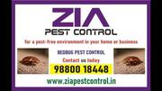 Pest Treatment | Two services provided 100% result